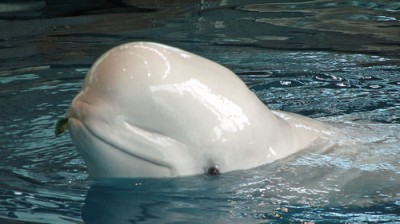 Canaries in the Coal Mine: Marine Mammals and Disease
