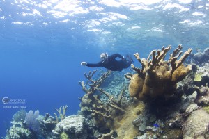 Coral Reef On The Silver Bank Silver Bank coral reef