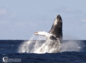 Humpback whale breaching on the Silver Bank
