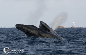Rowdy group of humpback whales on the Silver Bank