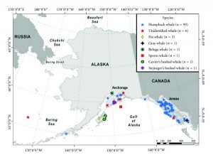 Summary of whale-vessel collision reports in Alaska by species 1978–2011, from Neilson et al 2012 Summary of whale-vessel collision reports in Alaska by species 1978–2011