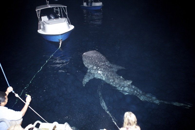 A whaleshark on the Silver Bank