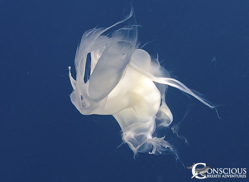 Humpback whale milk