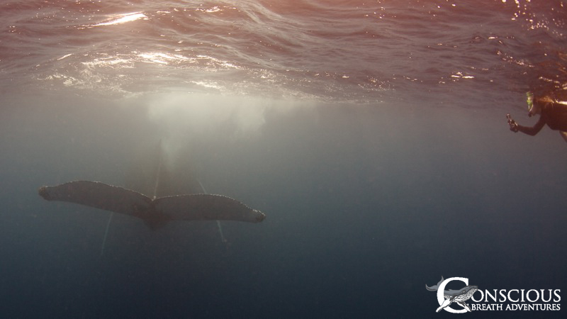 A sleeping whale surfaces for a breath