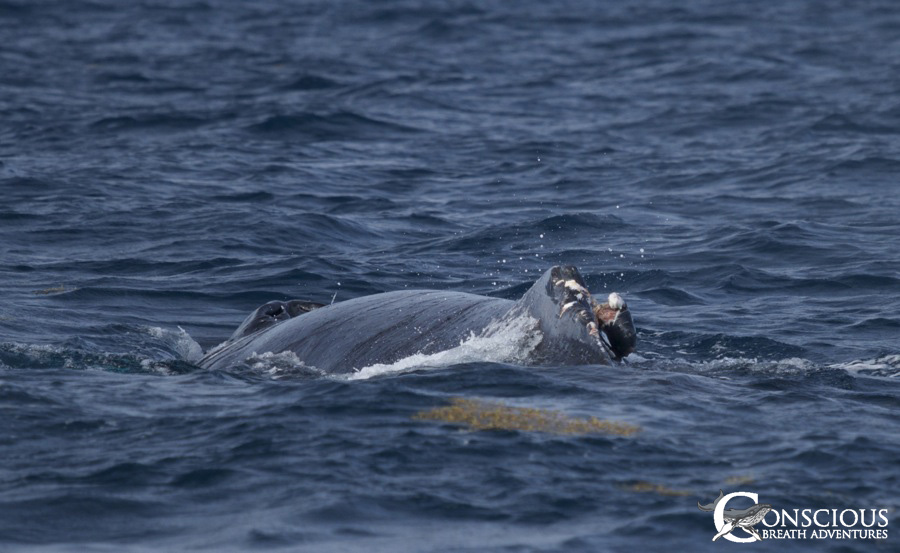 A Rowdy's broken dorsal fin