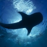 Whaleshark and swimmers
