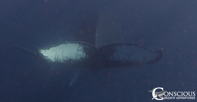 The tail of the mother whale