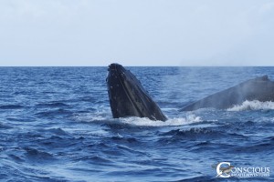 Rowdy humpback whales