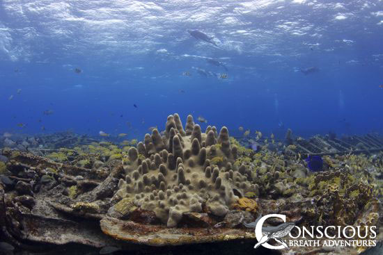 Bahamas Dolphins Cruise Report: Week 3, July 13-20, 2013
