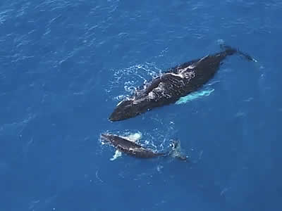 A Humpback Whale’s Motherly Love: An Aerial Point of View