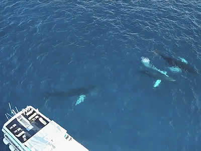 Whales At Our Mooring