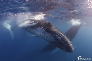 Swimming With Humpback Whales