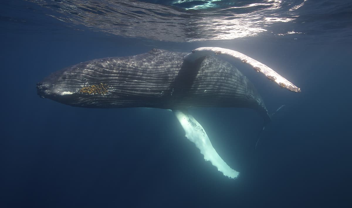 Swim With Whales - Conscious Breath Adventures