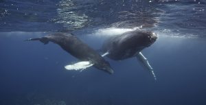 A mother humpback and her calf