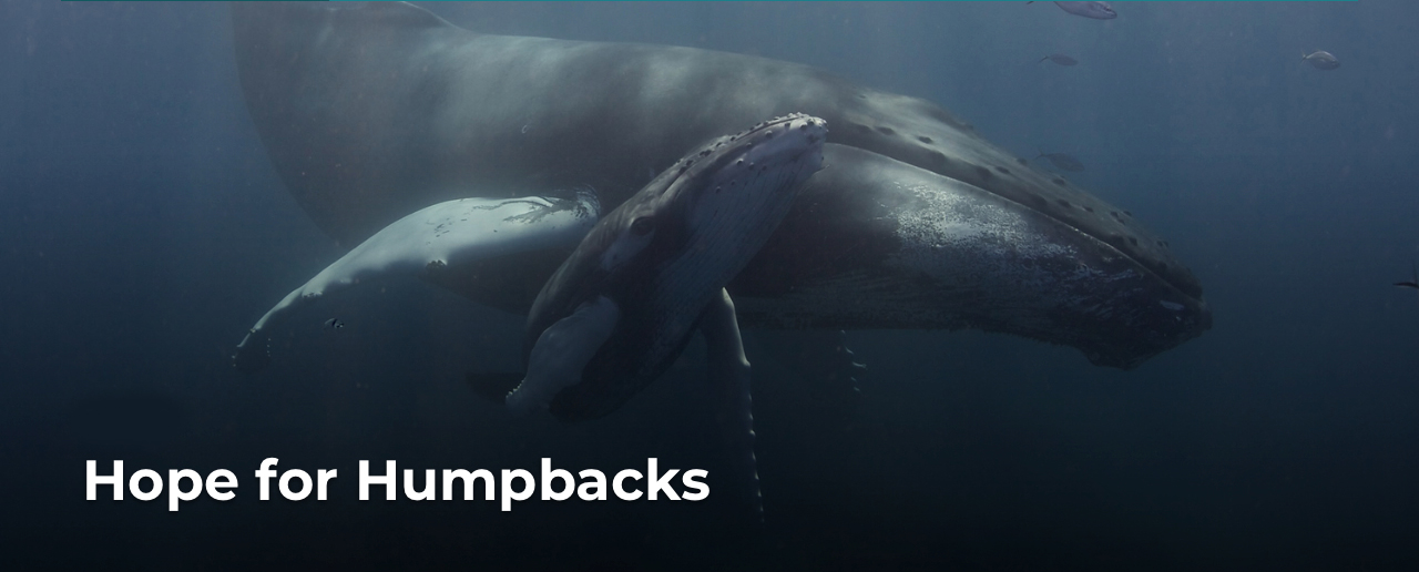 Hope for Humpbacks