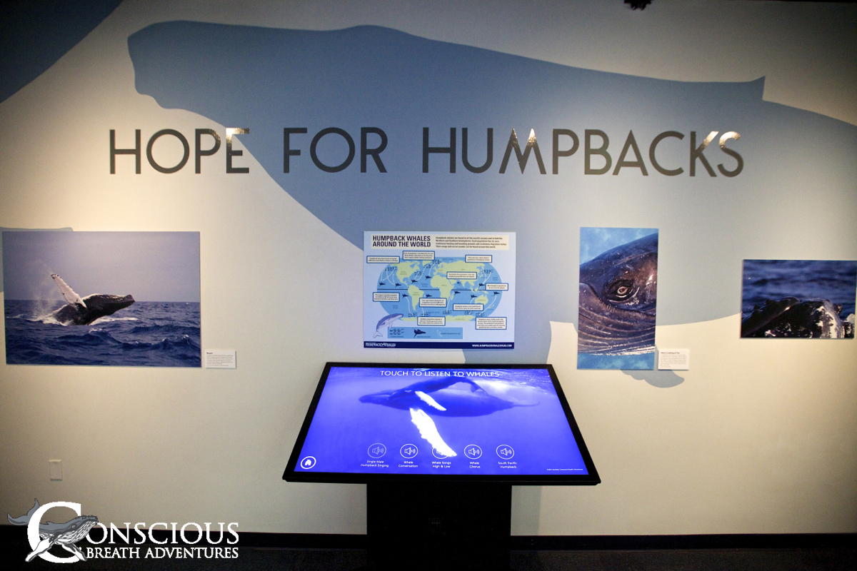 “Hope for Humpbacks”: A Collaboration with the Florida Museum of Natural History