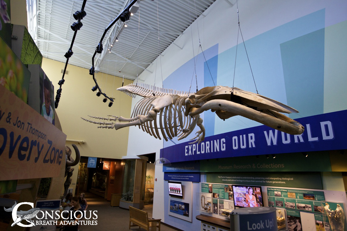 conscious breath adventures hanging whale skeleton