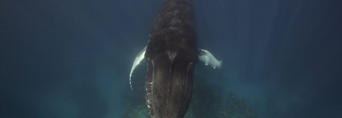 A male humpback whale