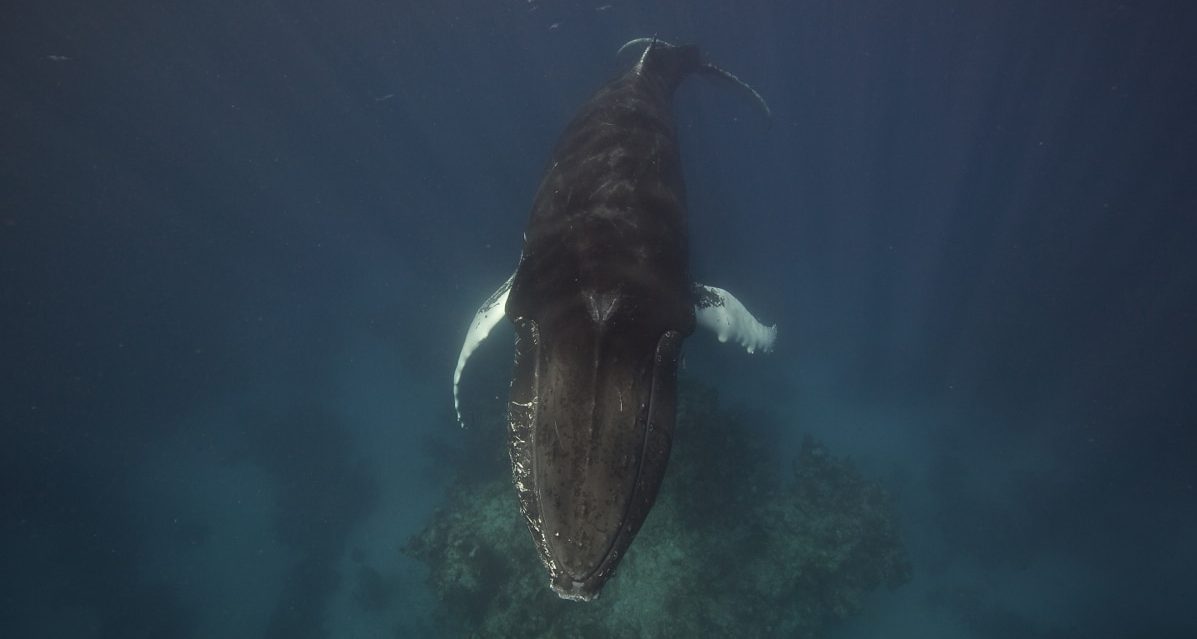 The Song of the Humpback Whale