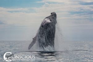 A breaching humpback whale