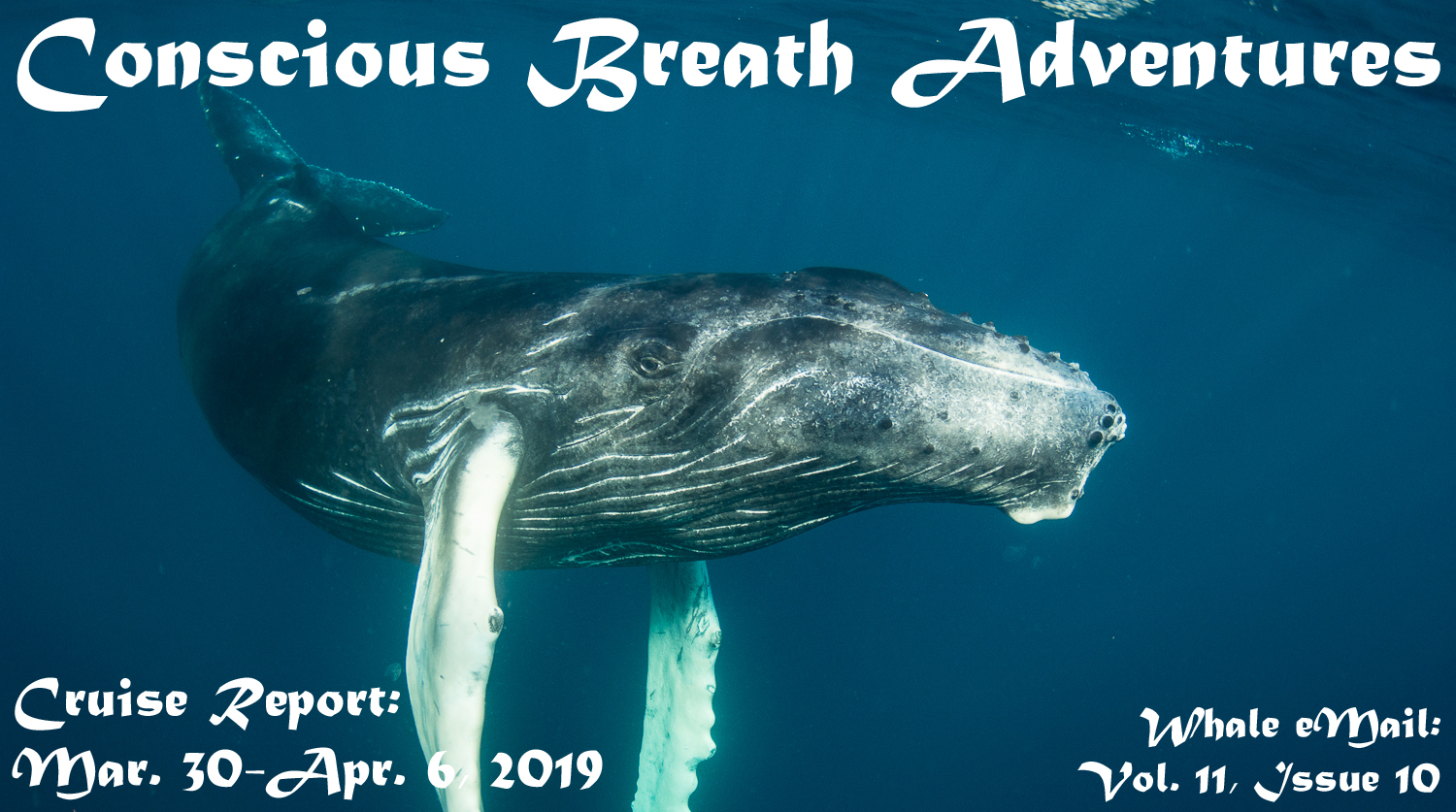 Cruise Report, Week 10: Mar. 31-Apr. 6, 2019