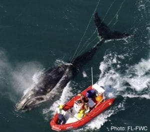 Progress on the Entanglement Risk to North Atlantic Right Whales