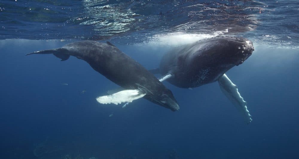 Mother humpback whale and calf
