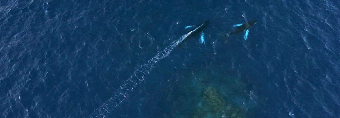 A male humpback whale blows a bubble trail