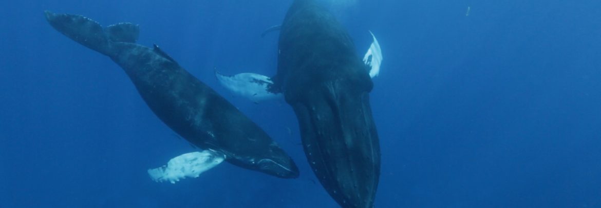 While swimming with whales a mother humpback whale and her calf approach