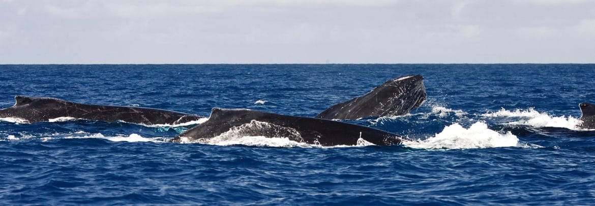 A competitive group of rowdy male humpback whales