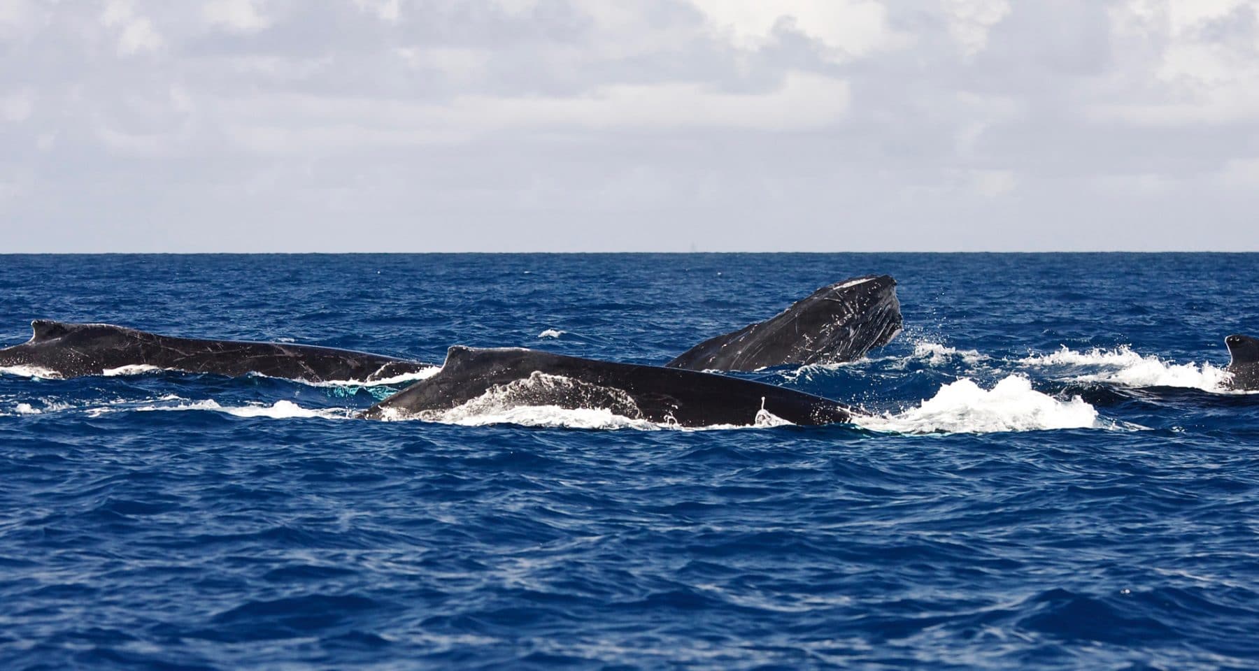 Humpback Dads