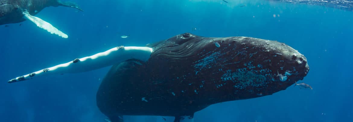 A curious mother humpback whale and her calf approach for a close look