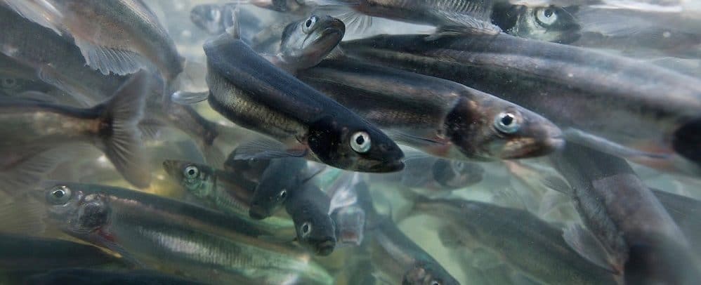 A dense school of swarming capelin is a favorite food for humpback whales