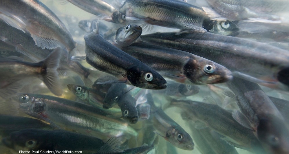 What Do Humpback Whales Eat? Part 1: Capelin