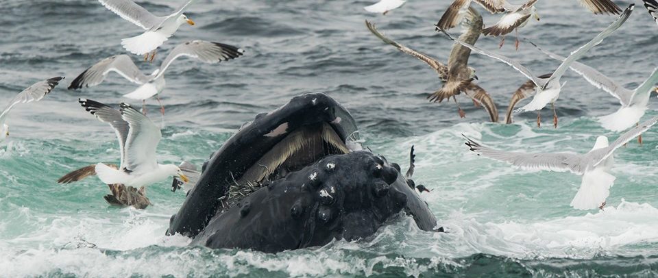 A humpback whale lunge feeds on sand lance