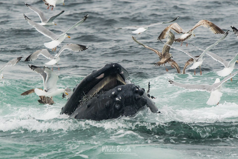 What Do Humpback Whales Eat? Part 2: Sand Lance