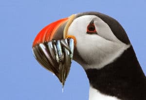 Puffin with Sand Lance