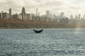 A humpback whale flukes up beneath the skyline of New York City