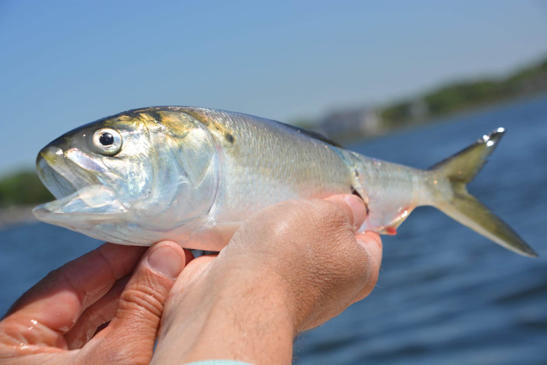 What Do Humpback Whales Eat? Part 3: Menhaden