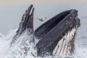 A humpback whale feeds on menhaden