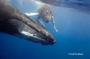 Scuff-faced humpback whale