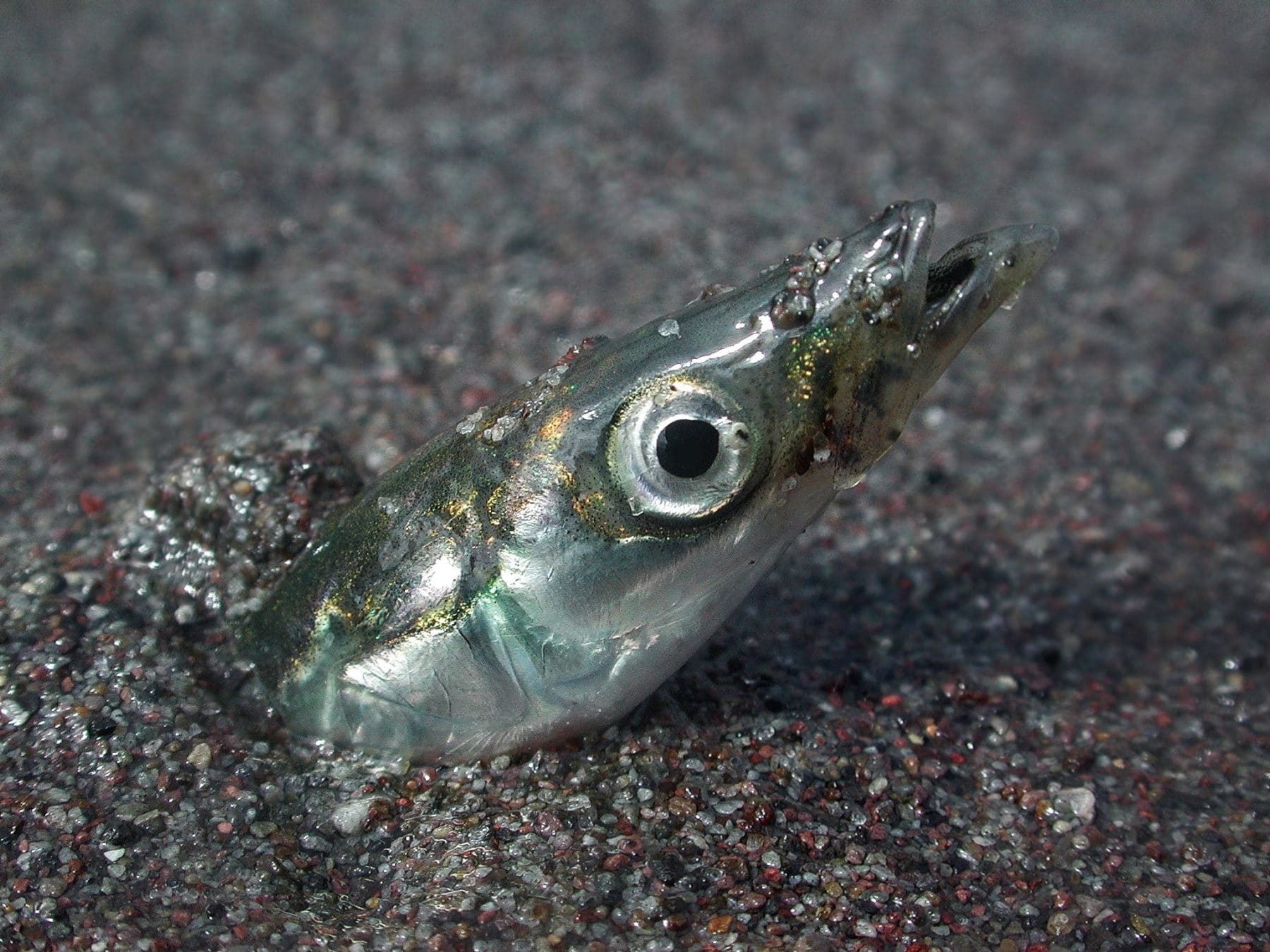 Maine puffins are rebounding and enjoying sand lance