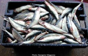 Herring caught to be used as lobster bait