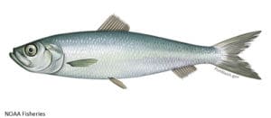 Atlantic Herring