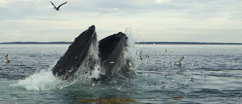 A humpback whale lunge feeding on herring in the Bay of Fundy