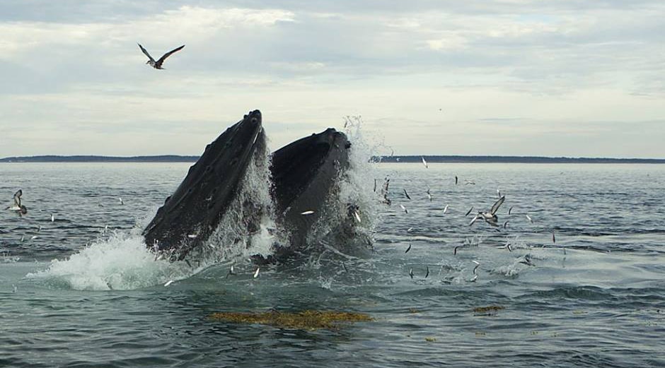 What Do Humpback Whales Eat? Part 4: Herring