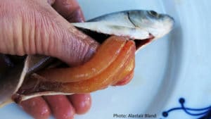 The relative size of herring roe is used to manage fisheries