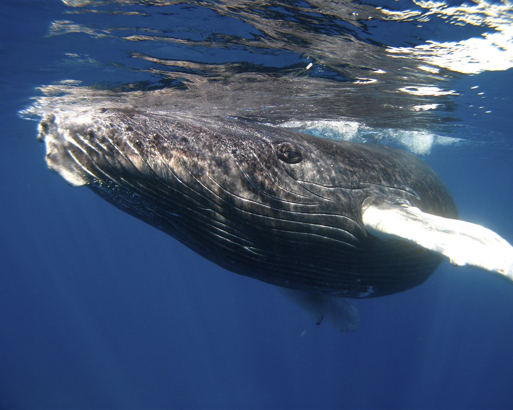 A Baby Humpback Whale’s New Tricks