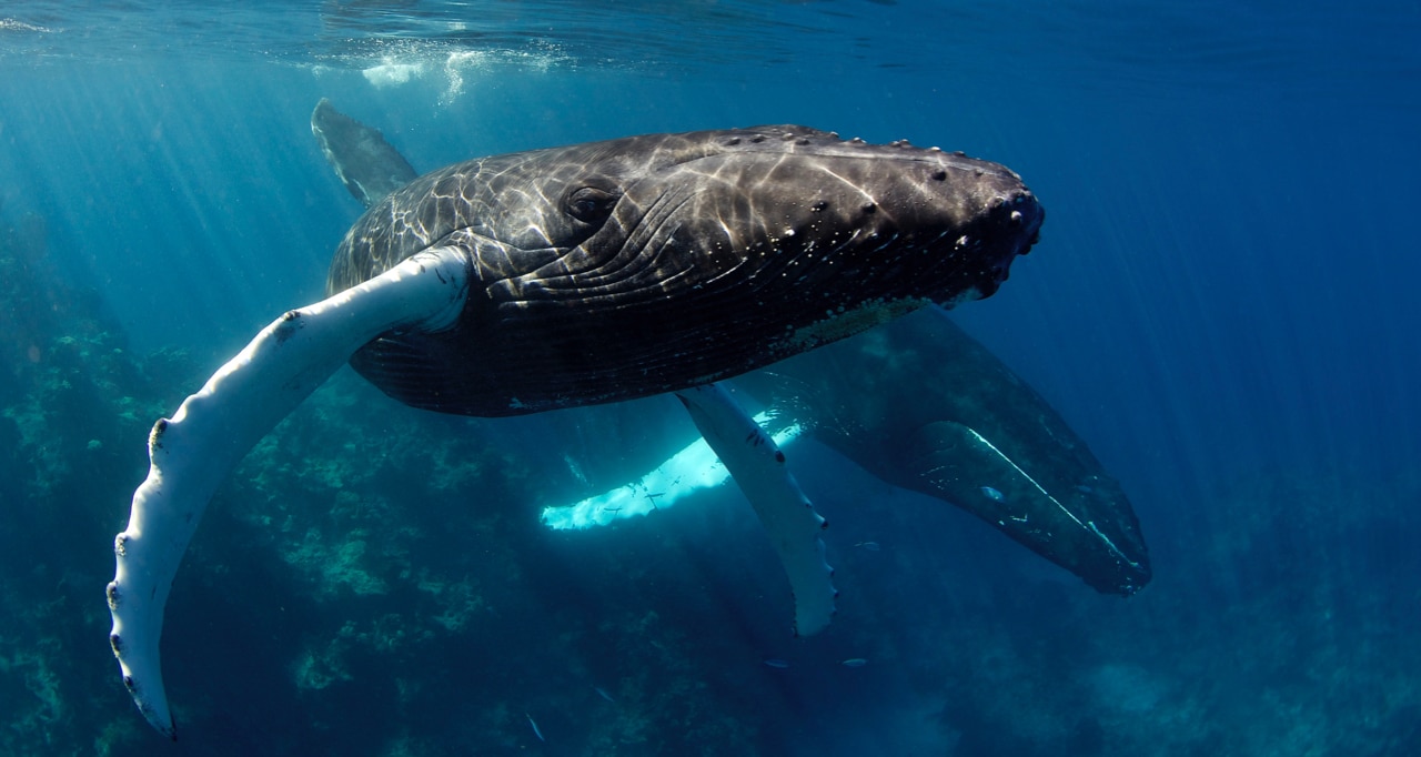 Humpback whale calf on the Silver Bank