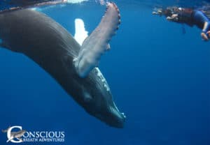 TheIndescribable Energy of Swimming With Whales